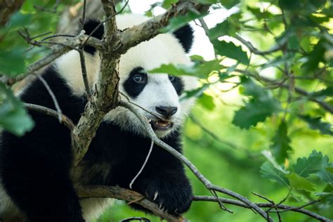 China Takes Giant Pandas Off Its Endangered Species List The Week