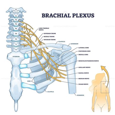 Brachial Plexus Network Of Nerves In The Shoulder Structure Outline Concept Labeled Educational