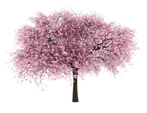 20 Free Tree PNG Images - Cherry Blossom | Cherry blossom tree, Tree png image