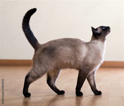 Full Length Shot Of Siamese Cat Stock Photo And Royalty Free Images