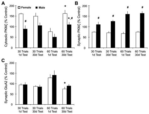 A Cytosolic Pkmζ Levels Showed Significant Sex Training And Download Scientific Diagram