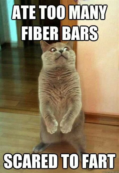 Lmao This Is So True Funny Pictures Funny Cat Memes Funny