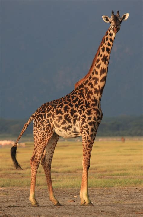 Image Result For Giraffe In 2021 Giraffe Pictures Giraffe Giraffe