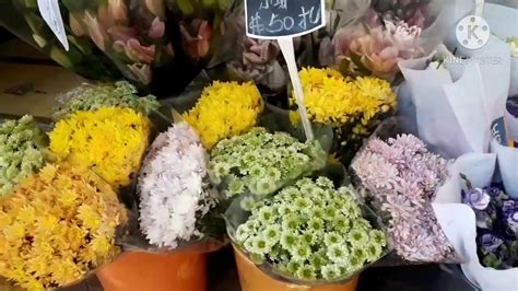 Trending Plantsflower Market Prince Edward Youtube