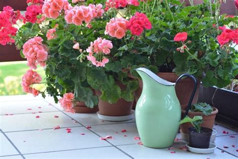 How To Grow Annual Geraniums — Also Known As Pelargoniums — Including