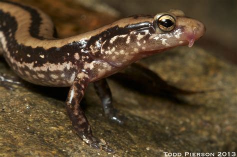 Three Lined Salamander