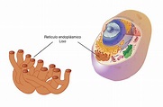Función del retículo endoplasmático liso - Aprender Fácil