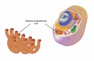 Función del retículo endoplasmático liso - Aprender Fácil