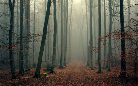 Landscape Nature Tree Forest Woods Autumn Fog Wallpaper 2560x1600