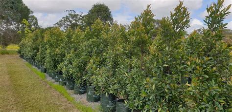 Elaeocarpus Reticulatus Blue Berry Ash Tree Buy Online Gold Coast