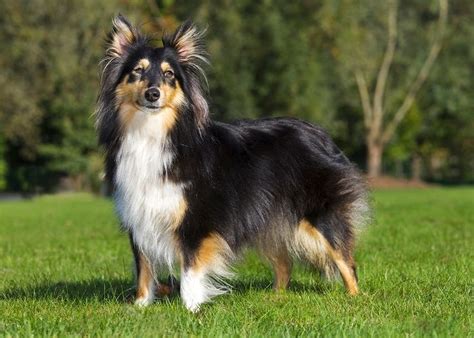 40 Medium Sized Dog Breeds To Think About Adopting According To An