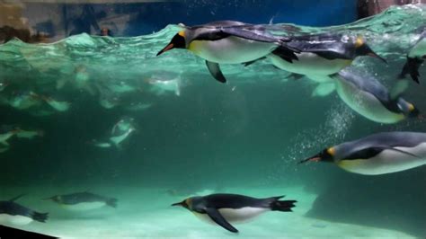 Penguins At Melbourne Aquarium Youtube