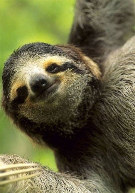 24 Pictures Of Smiling Sloths That Will Make Your Monday Infinitely