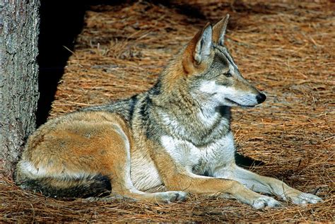 Red Wolf Canis Rufus Photograph By Millard H Sharp Fine Art America