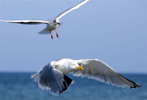 Two Seagulls In Flight Image Free Stock Photo Public Domain Photo