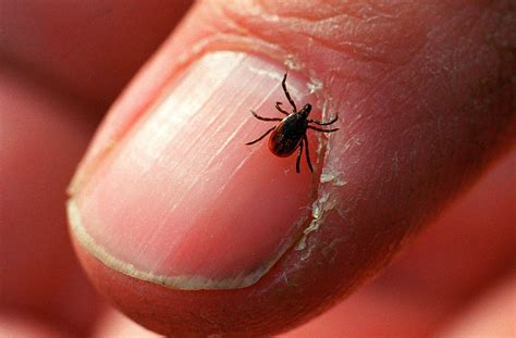 Ticks Suck Heres A Guide To Identifying Them And Avoiding Bites