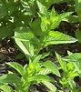 Spearmint - Mentha Spicata - Culinary Edible Herb - 50 Seeds | Seeds ...