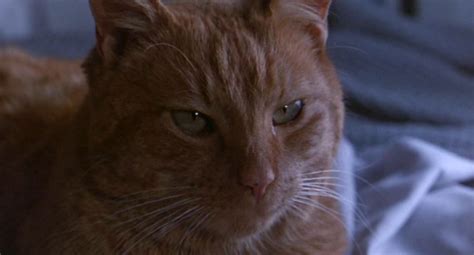 The 12 Best Movie Cats Of All Time — Indiewire Critics Survey Indiewire