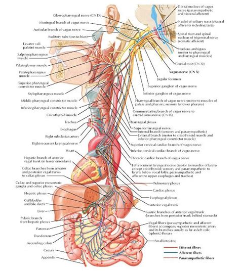 Vagus Nerve Cn X Schema Anatomy Glossopharyngeal Nerve Cn Ix