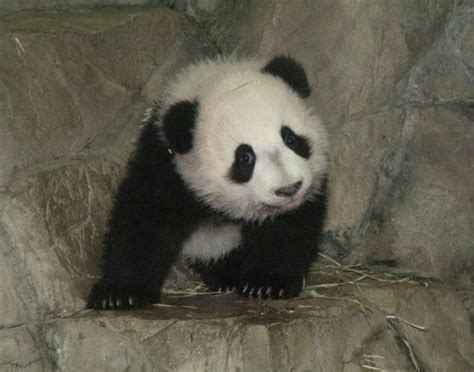 Funny And Cute Pandas 39 Pics