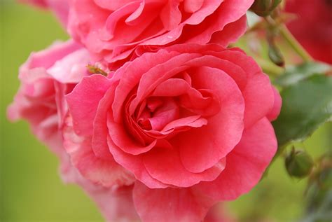 Free Photo Flowers Rose Rose Flower Plant Free Image On Pixabay