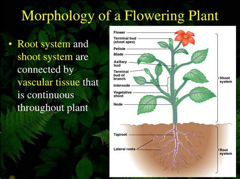 Ppt Plant Structure And Function Ch 35 Powerpoint Presentation Free