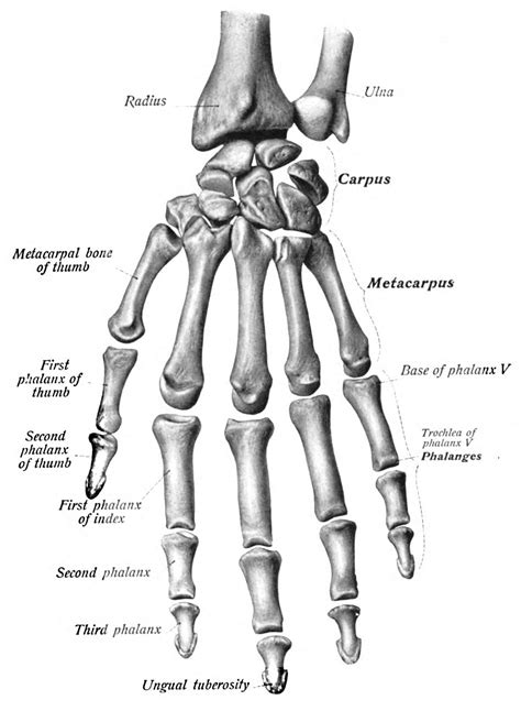 Human Hand Anatomy Drawing