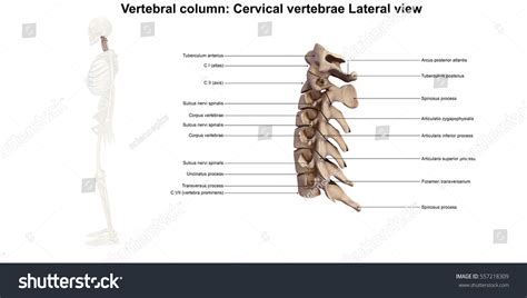 Cervical Spine Lateral View 3d Illustration Stock Illustration 557218309