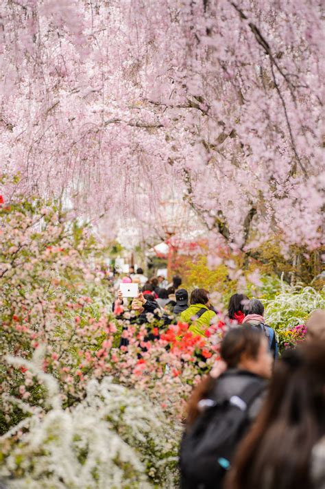Jeffrey Friedls Blog Kyotos Amazing Haradanien Garden Part 2