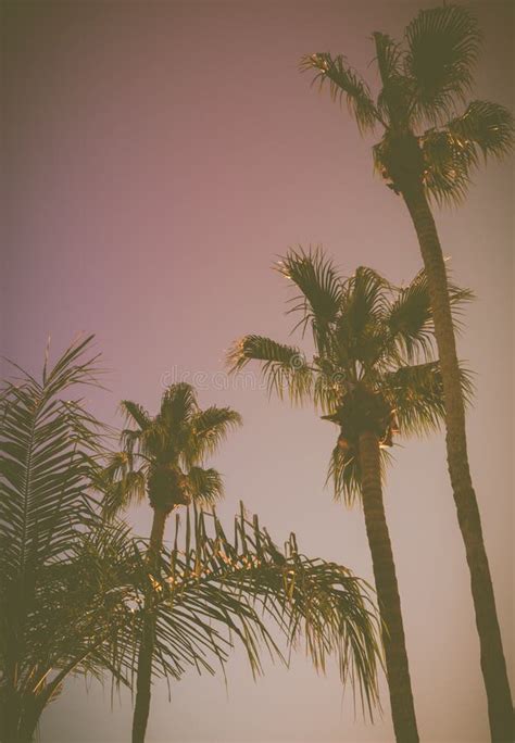 Retro Style California Palm Trees At Sunset Stock Photo Image Of