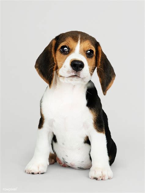 Advertise, sell, buy and rehome beagle dogs and puppies with pets4homes. Beagle Puppy To Buy | Beagle Puppy
