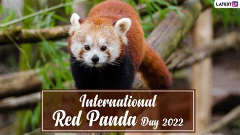 International Red Panda Day 2022 Date And Significance Know History Of