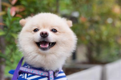 17 Smiling Puppies That Will Have You Starting The Day Right