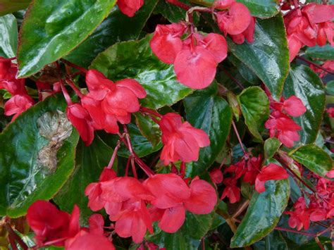 Red Dragon Wing Begonia Nanas Bloomers