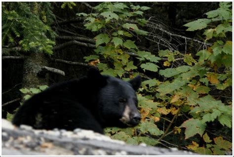 Ursus Americanus Black Bear In New Hampshire Susan Bishop Flickr