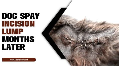 Dog Spay Incision Lump Months Later Causes And Solutions