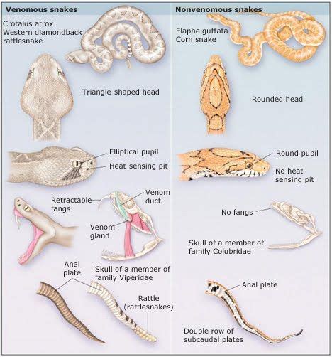 How To Tell The Difference Between Poisonous And Nonpoisonous Snakes