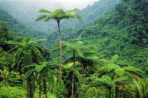 Rainforest Rainforest Melanesia Fiji