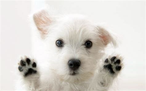 Fondos De Pantalla Animales Perro Cachorros Terrier Blanco De