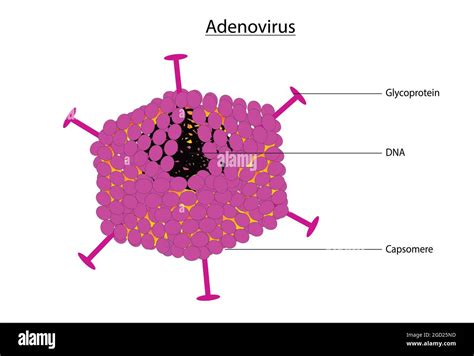 Biological Illustration Of Adenovirus Typical And Basic Anatomy Of