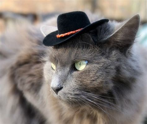 Black Cowboy Cat Hat With Genuine Leather Cord Mini Cowboy Etsy Australia
