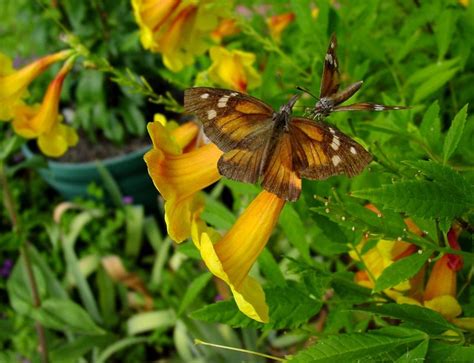 See more ideas about yellow flowers, flowers, yellow hibiscus. PlantFiles Pictures: Tecoma, Texas Yellow Bells, Trumpet ...