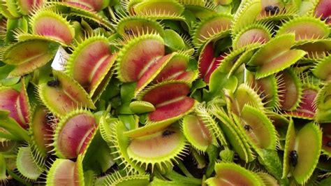 Dionaea Muscipula Planta Carnívora En Extinción Peligro