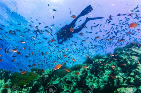 Diving In Koh Tao Guide To The Underwater World In