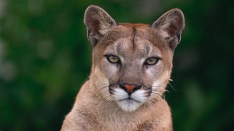 Jogger Uses Rock To Battle Cougar In Vancouver Island Attack Cbc News