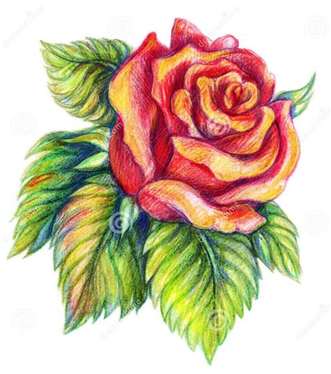 Flower Drawings Rose Beautiful Flower Drawings Realistic Flower