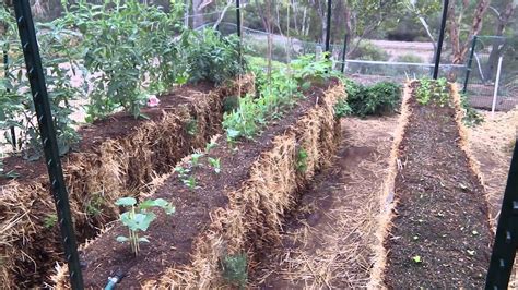 My Straw Bale Garden Youtube