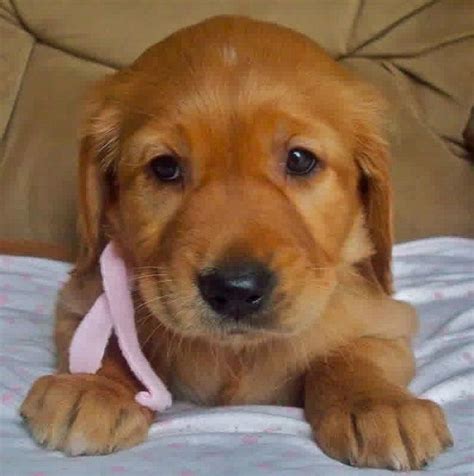 Golden retriever puppies make excellent family pets and we have a wide selection of puppies for you. golden retriever lab mix puppies for sale | Cute Puppies ...