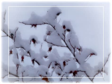 Free Images Nature Branch Snow Cold Winter Plant White Flower