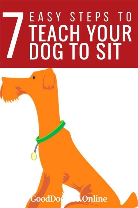 How To Train Your Dog To Sit Dog Training Ideas Good Doggies Online